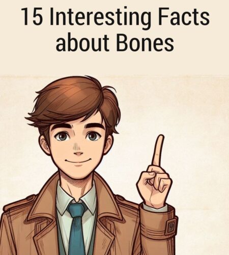 15 Interesting Facts about Bones