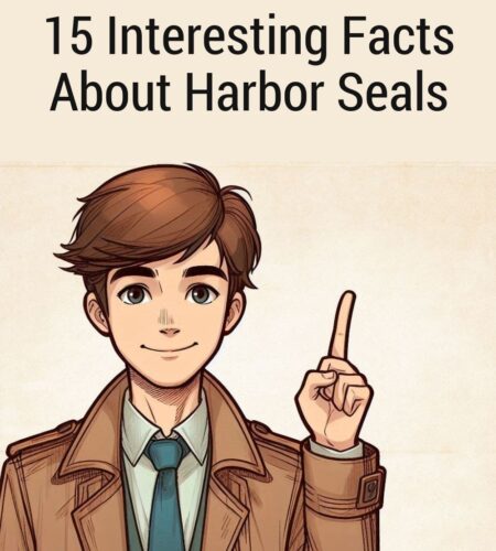 15 Interesting Facts About Harbor Seals