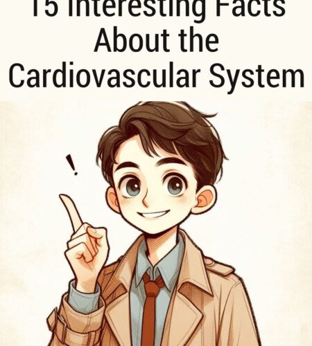 15 Interesting Facts About the Cardiovascular System